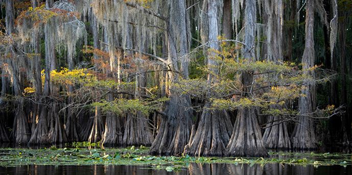 viking-round-the-world-cruise-americas-great-rivers-bayou